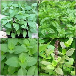 Holy basil is a plant. It is considered a sacred plant by the Hindus and is often planted around Hindu shrines. 