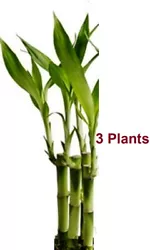 The feng shui lucky bamboo is considered lucky because of its peaceful vitality and strong growth. The Feng Shui Lucky...