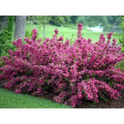Use as hedge, border plant, or mass plantings. Large upright growth habit. Dark Purple-Green foliage with fragrant pink...