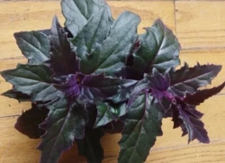 Purple Passion plant (Gynura Aurantiaca). The Purple Passion houseplant is a stunner with its soft velvet foliage and...