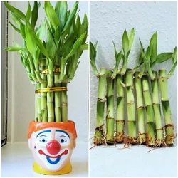 However, they are very sensitive to chlorine and other chemicals commonly found in tap water. Water your lucky bamboo...