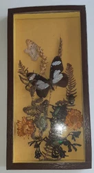 Cadre entomologie. Papillons et insectes. 30cm x 15 cm. Voir photos
