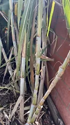 Sugarcane Root Stock Organic 4 Germinated Healthy Tropical Plants.(green,yellow,purple)
