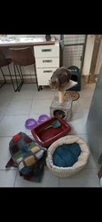 Vend lot daffaire  Gamelle x2 Plaid Panier Bac à litière  Pelle Jouet  Arbre à chat