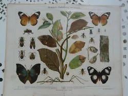 5 planches couleurs sur les insectes et papillons - Format 24 x 30 cm.