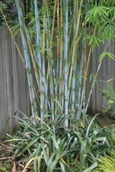 Bambusa Chungii Blue Timber. When young, the blue/white powder will be just at the node; as the plant matures, the...