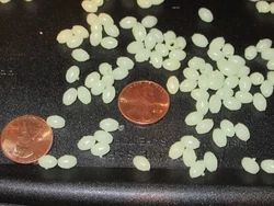 These beads can be used in a multitude of ways. From spacers and knot protectors to fish attractant on rigs and snelled...
