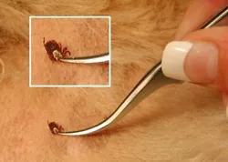 They can be sterilized by boiling or steam sterilized in a surgical autoclave. Ideal for ticks, they are also excellent...