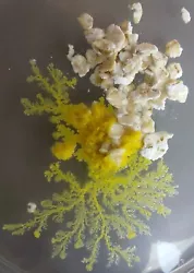 2 SCLEROTE DE BLOB - Physarum polycephalum. - on place le blob au centre (pour le réveil sinon lendroit na pas...