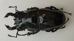 Sur les comptes banacoquillages1 et banaxemontre292 vous pouvez trouver dautres insectes.