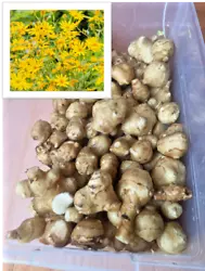 Sunchokes are the bulbous tubers of the plant known botanically asHelianthus tuberosus, a variety of sunflower....