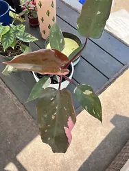 Philodendron Pink Princess, Variegated, Stem Cutting. You will receive one mid stem cutting that has at least one leaf...