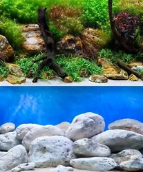 5 HYGROPHILA DIFFORMIS plante aquarium facile DEBUTANT (#260488571745) 1,99 EUR Afficher lobjet. echinodorus bleheri x...