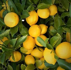 LEMON FRUIT TREES. FAST GROWING CITRUS FRUIT. well established. Use A citrus fruit tree fertilizer. The Lemon fruit is...