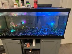 Stand not included. 20gallon aquarium and filter is included.