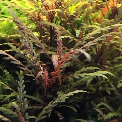 Je vous propose 5 pied/tiges de 8/15cm dehygrophila pinnatifida. 5 HYGROPHILA DIFFORMIS plante aquarium facile DEBUTANT...