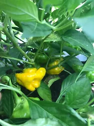 Treat yourself to one of the Hottest Peppers on Earth! THE YELLOW JAMAICAN SCOTCH BONNET! These are well established....