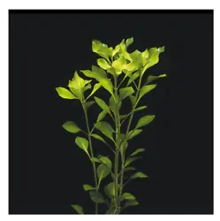Ludwigia verte plante daquarium vendu par lot de 7 tiges de 10 à 20 centimètres. Dautre part u n aquarium bien garni...