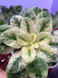 African Violet Plant 