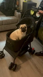 Lightly used dog stroller my puppy doesn’t fit in it anymore ! Picture posted , DOG NOT INCLUDED