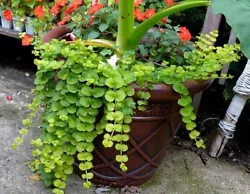 Excellent in pots and tubs, or cascading over walls. Too vigorous for the rock garden. These plants grow naturally and...