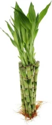 Grows in water like cut flowers, but will last for years. Easy to grow, hard to kill.