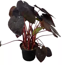 Le Colocasia esculenta Black Magic est une plante tropicale tubéreuse, originaire dAsie du Sud-Est, dou son nom...