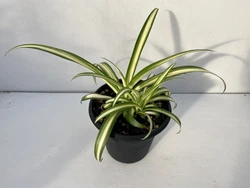Spider Plant Live 6” Pot Rooted. Shipped with USPS Priority Mail.