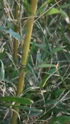 River cane is a type of bamboo, a group of plants belonging to the grass family. A stand of river cane may actually be...