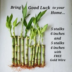 10 Lucky Bamboo Plants. We have plenty of lucky bamboos. Free 3 pcs. pre-cut Gold Wire. If you receive dead plants -...