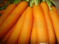500 Graines de Carotte Nantaise. De plus, la carotte est facile à entretenir, il ne vous reste plus quà la cultiver !...