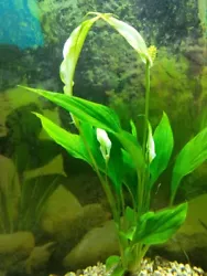 Non consommée par les poissons phytophages. Origine Amérique du Sud. echinodorus bleheri x 2 plante a racine aquarium...