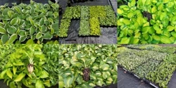 Plant will look like the picture, most have multiple stems, healthy and disease free.