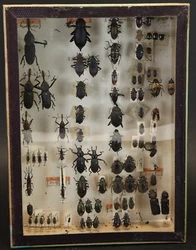 BRENTHIDAE TENEBRIONIDAE. « Les fils d’Emile Deyrolle. Bel état général. 26 X 20 X 6 cm.