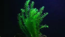 Egeria densa plantes aquarium oxygénante vendu par lot de 21 tiges de 15 à 25 centimètres. De cette manière on...