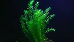 Egeria densa plantes aquarium oxygénante vendu par lot de 7 tiges de 15 à 25 centimètres. De cette manière on naura...