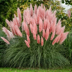 ( 1 ) - Pink Pampas Grass - Starter Plants ( LG ) ( 1 plant ). Pink Pampas Grass. Also works well to fill in areas...