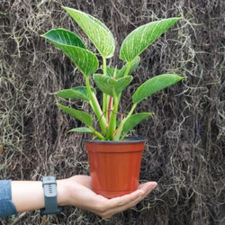 This beautiful Philodendron Birkin has dark green glossy leaves highlighted by white pinstripes. The striping gets even...