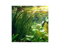 Lot de 6 pieds Vallisneria gigantea plantes aquarium minimum 20/35 cm suivent arrivage. Dautre part u n aquarium bien...