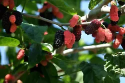 You will be getting a nicely established starter plant of the Dwarf Everbearing Mulberry Tree. I want you to check out...