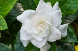 VEITCHII White Gardenia Fragrant Flower. Everblooming Gardenia.
