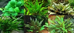 Ce sont des plantes classiques et robustes en aquariophillie dont la reputation n est plus a faire!Elles conviennent...