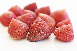 (Strawberry Top Shells. (Pyramid Top Snail Shells)). You will receive Shells similar to the picture. © 2023 Florida...