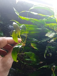 lot de 2 ANUBIA HASTIFOLIA  4 a 6 feuilles .