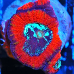 This is a WYSIWYG Coral. We will require a clear picture of the deceased coral within 4 hours of being received to...