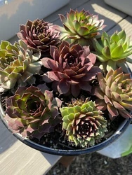 You will receive 10 different rooted varieties - Not Cuttings. They are 2nd year plants and should grow to have Babies...
