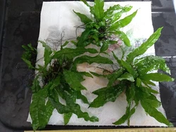 MICROSORUM PTEROPUS  .3  plants,de  + de 10 feuilles..+ portion de mousse  de Java, la valeur dun pot de...