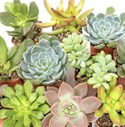 Individual, unrooted cuttings Great for living walls, terrariums, planters, wedding gifts, wreaths and more! Great for...