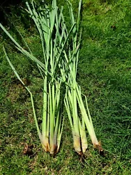 Rooting lemongrass in water may take as long as three weeks. Now you can transplant them to your garden or a container...