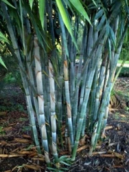 Pour the fertilizer into a clean spray bottle and mist the plants once they are four weeks old. Sprinkle about 10 seeds...